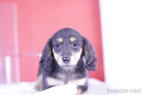 子犬