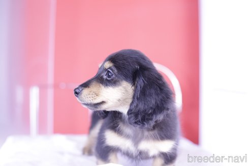 成約済の愛知県のカニンヘンダックスフンド(ロングヘアード)-351069の2枚目