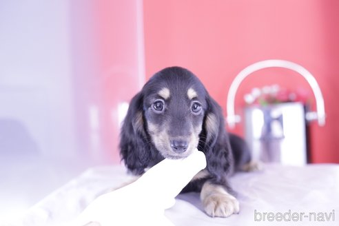 子犬