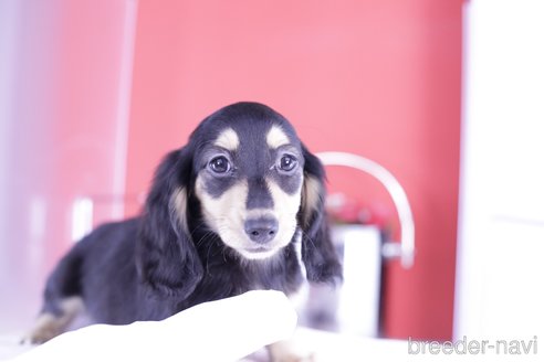 成約済の愛知県のミニチュアダックスフンド(ロングヘアード)-351180の10枚目