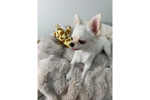 ユキちゃん1枚目