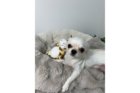 ユキちゃん1枚目