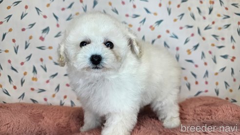 成約済の愛知県のトイプードル-349666の14枚目