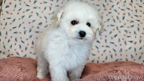 成約済の愛知県のトイプードル-349666の13枚目