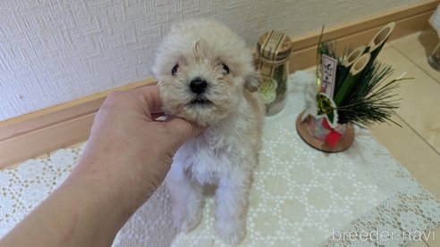 成約済の広島県のタイニープードル-359417の38枚目