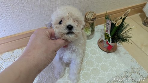 成約済の広島県のタイニープードル-359417の36枚目