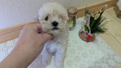 成約済の広島県のタイニープードル-359417の35枚目