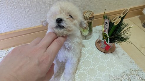 成約済の広島県のタイニープードル-359417の33枚目