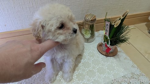 成約済の広島県のタイニープードル-359417の31枚目