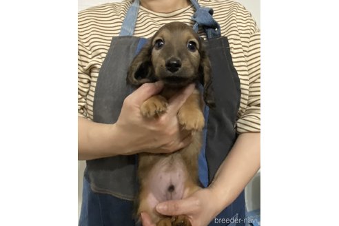 成約済の岐阜県のミニチュアダックスフンド(ロングヘアード)-354800の4枚目