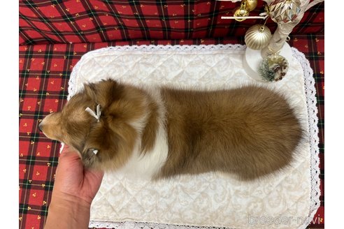 成約済の東京都のシェットランドシープドッグ(シェルティ)-360747の4枚目