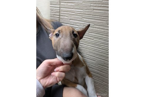 成約済の愛知県のミニチュアブルテリア-344892の1枚目
