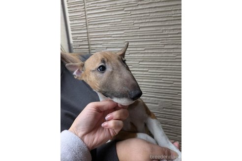 成約済の愛知県のミニチュアブルテリア-344892の2枚目