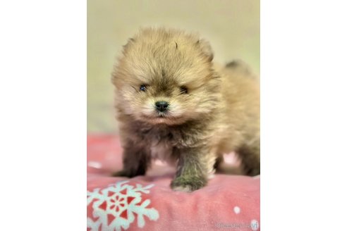 販売中の大阪府のポメラニアン-356391の7枚目