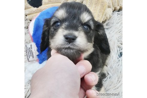 成約済の兵庫県のカニンヘンダックスフンド(ロングヘアード)-360782の1枚目