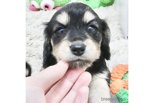 成約済の兵庫県のカニンヘンダックスフンド(ロングヘアード)-360784の1枚目