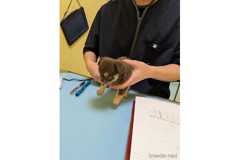 成約済の愛知県のチワワ(ロングコート)-359322の51枚目