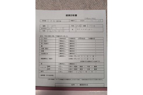 成約済の愛知県のチワワ(ロングコート)-359322の50枚目