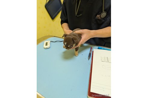 成約済の愛知県のチワワ(ロングコート)-359321の33枚目