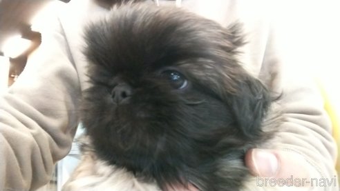 成約済の愛知県のペキニーズ-358129の1枚目