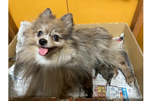 ココちゃん1枚目