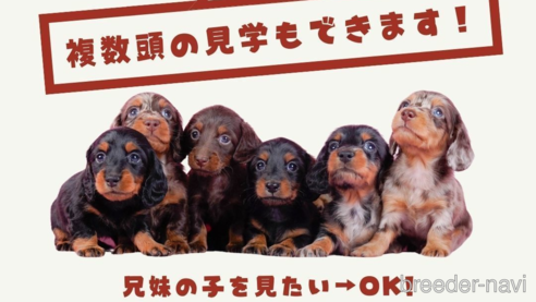 成約済の茨城県のカニンヘンダックスフンド(ロングヘアード)-360893の5枚目