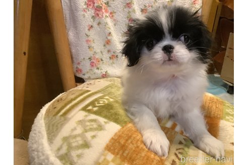 成約済の静岡県の狆 (チン)-346434の7枚目