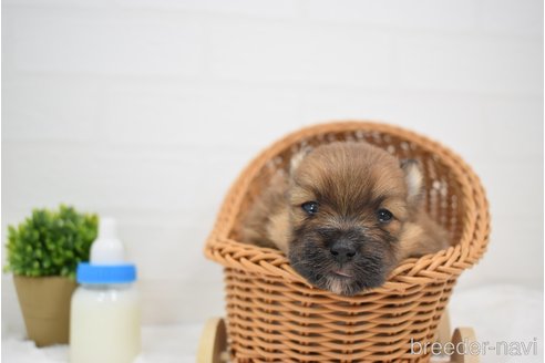成約済の愛知県のポメラニアン-360817の17枚目