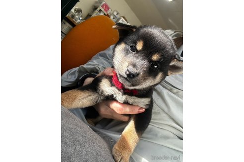 成約済の千葉県の柴犬-360820