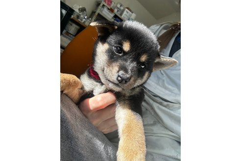 成約済の千葉県の柴犬-360820の4枚目