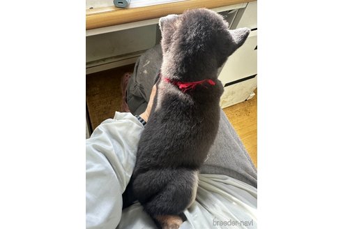 成約済の千葉県の柴犬-360820の3枚目