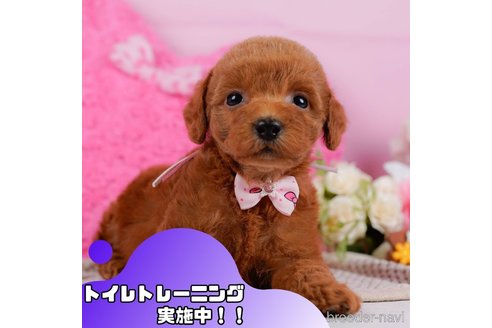 成約済の静岡県のトイプードル-361252の1枚目