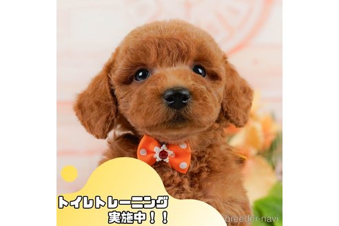 成約済の静岡県のトイプードル-361251の1枚目