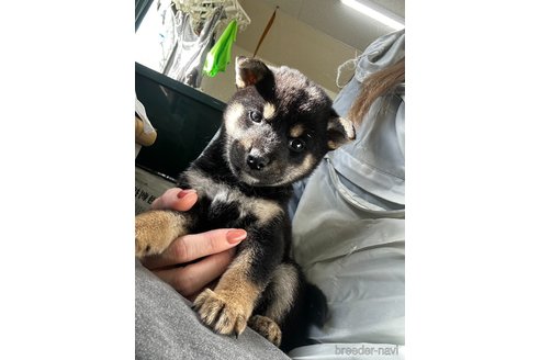 成約済の千葉県の柴犬-360823の22枚目