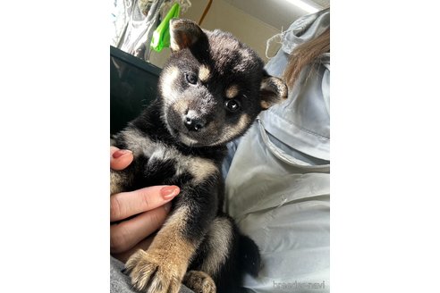 成約済の千葉県の柴犬-360823の19枚目
