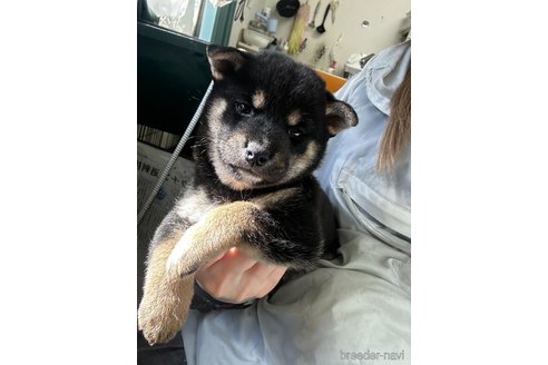 成約済の千葉県の柴犬-360823の21枚目