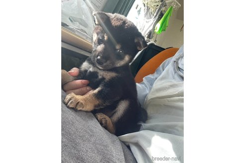 成約済の千葉県の柴犬-360823の18枚目