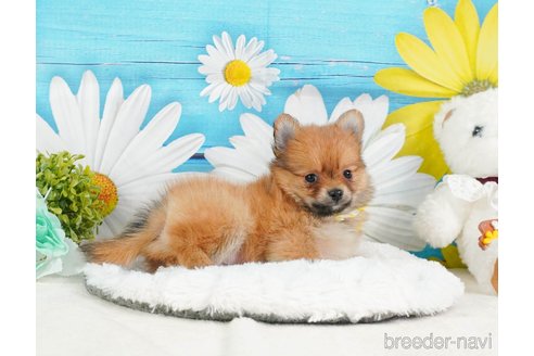 成約済の静岡県のポメチワ:ポメラニアン×チワワ-361247の6枚目