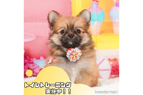 成約済の静岡県のポメチワ:ポメラニアン×チワワ-361246の1枚目