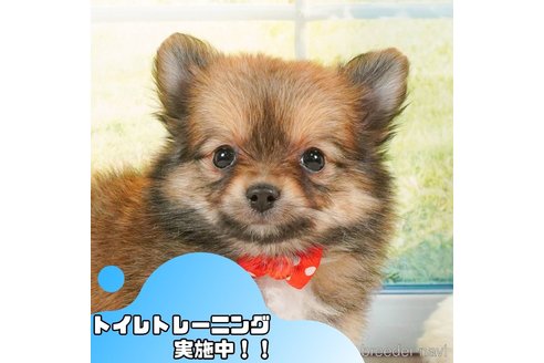 成約済の静岡県のポメチワ:ポメラニアン×チワワ-361245の1枚目