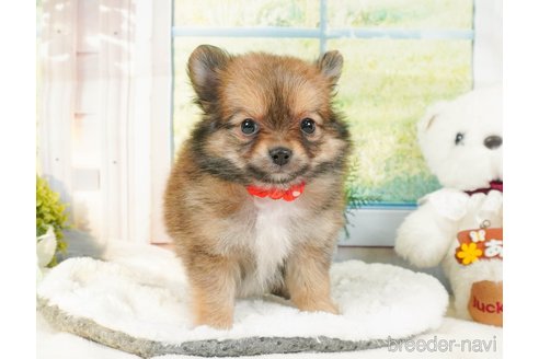 成約済の静岡県のポメチワ:ポメラニアン×チワワ-361245の9枚目