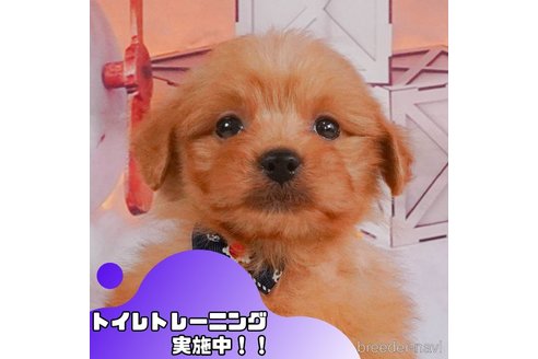 成約済の静岡県のポメプー:ポメラニアン×トイプードル-361236の1枚目