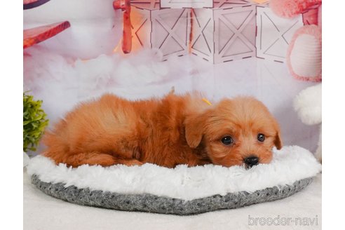 成約済の静岡県のポメプー:ポメラニアン×トイプードル-361236の10枚目