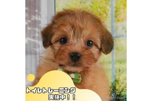 成約済の静岡県のポメプー:ポメラニアン×トイプードル-361235の1枚目