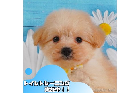成約済ののポメプー:ポメラニアン×トイプードル-361233