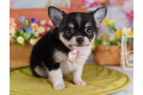 子犬