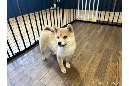 成約済の栃木県の柴犬-343750の3枚目