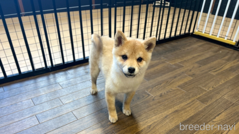 成約済の栃木県の柴犬-343750の2枚目