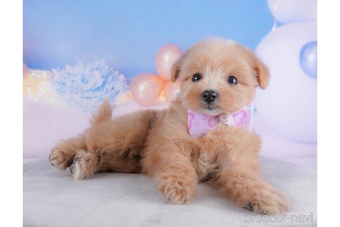 成約済の群馬県のミックス犬-362188の5枚目