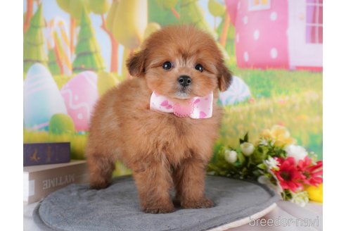 成約済の群馬県のミックス犬-361395の4枚目